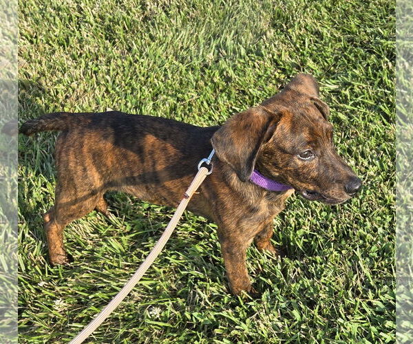 Medium Photo #1 Plott Hound Puppy For Sale in Greenville, IL, USA