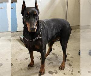 Doberman Pinscher Dogs for adoption in Camarillo, CA, USA