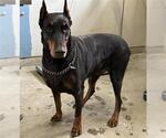 Small Doberman Pinscher