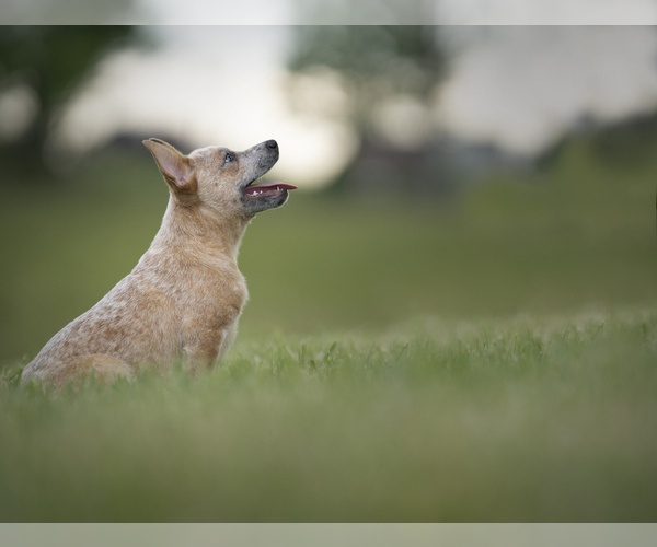 Medium Photo #2 Australian Cattle Dog Puppy For Sale in PILOT, VA, USA