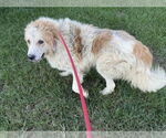 Small #7 Great Pyrenees Mix