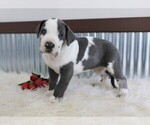 Small Photo #1 Great Dane Puppy For Sale in GOSHEN, IN, USA