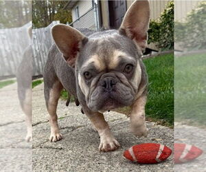 French Bulldog Dogs for adoption in Smithfield, PA, USA
