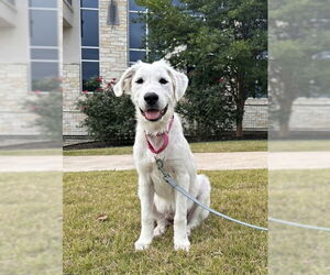Great Pyrenees Dogs for adoption in Bend, OR, USA