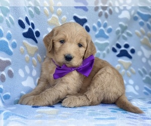 Goldendoodle Puppy for sale in LANCASTER, PA, USA