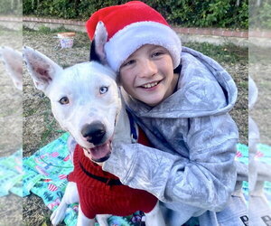 American Staffordshire Terrier-Siberian Husky Mix Dogs for adoption in San Juan Capistrano, CA, USA