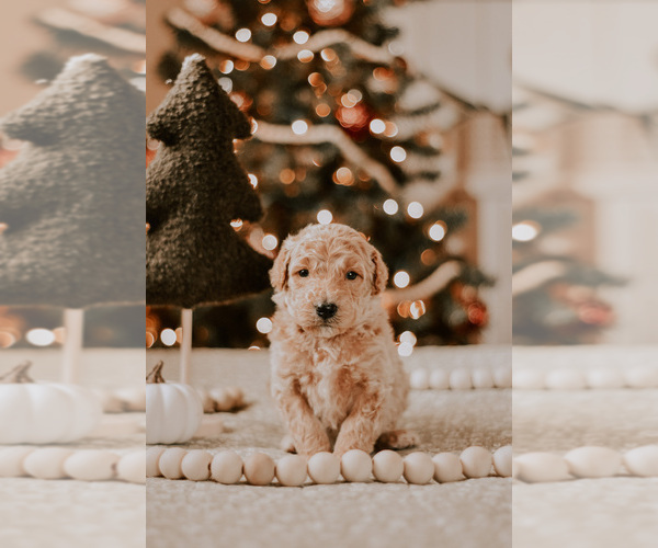 Medium Photo #5 Goldendoodle (Miniature) Puppy For Sale in ROCKWOOD, TN, USA