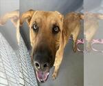 Small Labrador Retriever Mix