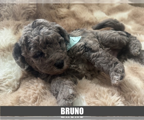 Medium Photo #1 Labrador Retriever Puppy For Sale in EVANSVILLE, IN, USA
