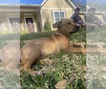 Small #9 Labrador Retriever Mix
