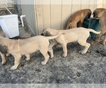 Small Photo #3 Mastiff Puppy For Sale in WARDEN, WA, USA