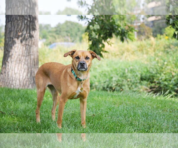 Medium Photo #23 Labrador Retriever-Unknown Mix Puppy For Sale in Sandy, UT, USA