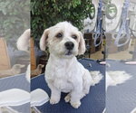 Small #1 Poodle (Miniature) Mix