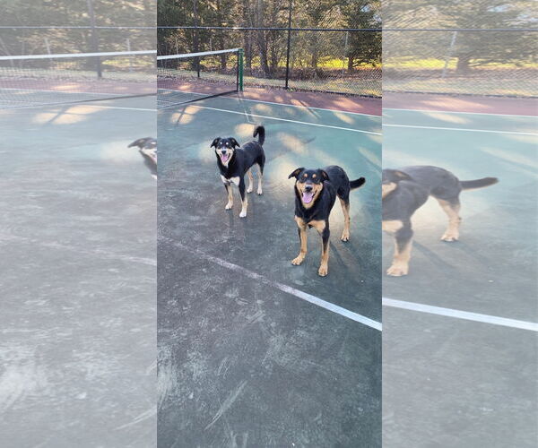 Medium Photo #2 Mutt Puppy For Sale in COLUMBIA, MD, USA