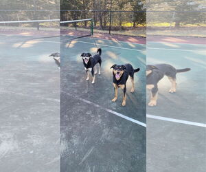 COOPER (BONDED W/BAILEY) (COURTESY POST) - Male Mutt Dog for Adoption - Photo #2