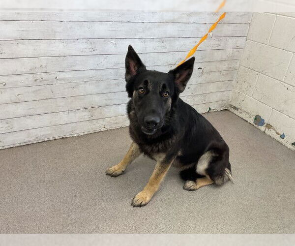 Medium Photo #1 German Shepherd Dog Puppy For Sale in San Bernardino, CA, USA