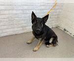 Small German Shepherd Dog
