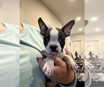 Small #1 Boston Terrier