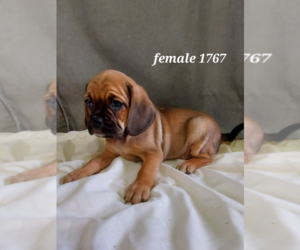 Puggle Puppy for sale in WEST POINT, IA, USA