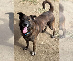 Labrador Retriever Dogs for adoption in Riverside, CA, USA