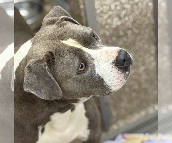 Medium Photo #1 American Pit Bull Terrier-Unknown Mix Puppy For Sale in Martinsburg, WV, USA