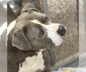 American Pit Bull Terrier-Unknown Mix Dogs for adoption in Martinsburg, WV, USA