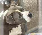 Small American Pit Bull Terrier Mix