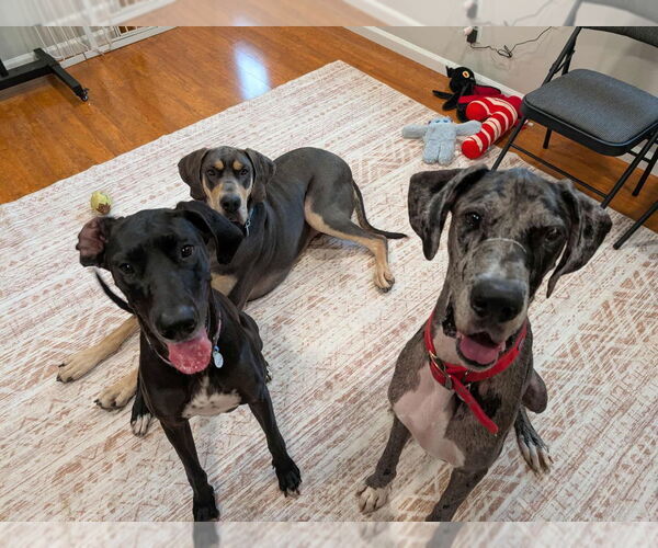 Medium Photo #5 Great Dane Puppy For Sale in Bullard, TX, USA