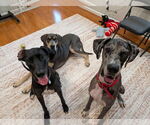 Small #4 Great Dane