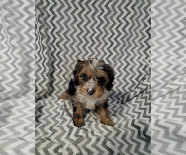 Medium Photo #2 Cavapoo Puppy For Sale in HENDERSON, NV, USA