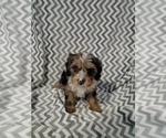 Small #1 Cavapoo