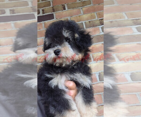 Medium Photo #2 Havapoo Puppy For Sale in TECUMSEH, MI, USA
