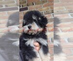 Havapoo Male 2 - Male Havapoo Puppy for Sale - Photo #2