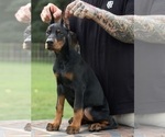 Small #3 Doberman Pinscher