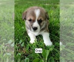 Small #1 Pembroke Welsh Corgi