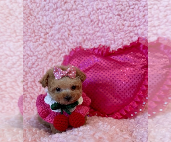 Medium Photo #5 Poodle (Toy) Puppy For Sale in REDLANDS, CA, USA