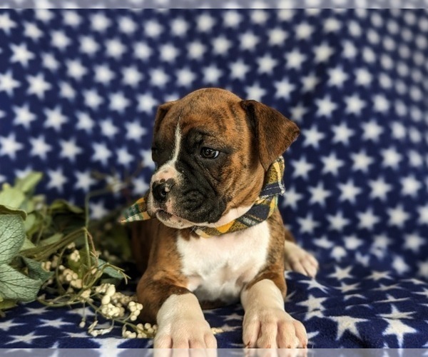 Medium Photo #6 Boxer Puppy For Sale in KIRKWOOD, PA, USA
