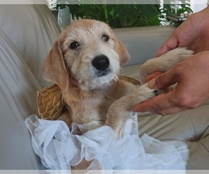Miniature Schnoxie Puppy for sale in FRISCO, TX, USA