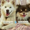 Small Photo #1 Pomsky Puppy For Sale in RAMSEY, MN, USA
