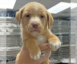 Small Labrador Retriever-Retriever Mix