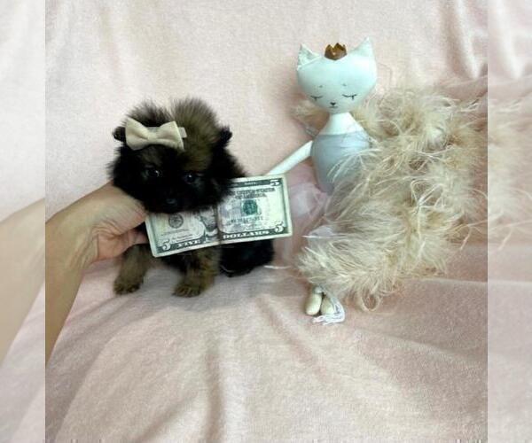 Medium Photo #7 Pomeranian Puppy For Sale in ADDISON, TX, USA