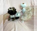 Small #6 Pomeranian