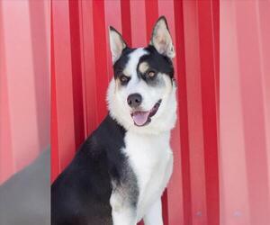LEON - Male Border Collie-Unknown Mix Dog for Adoption - Photo #2
