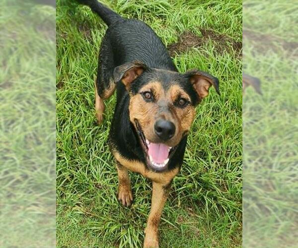 Medium Photo #1 Rottweiler-Unknown Mix Puppy For Sale in Conroe, TX, USA