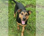 Small Rottweiler Mix