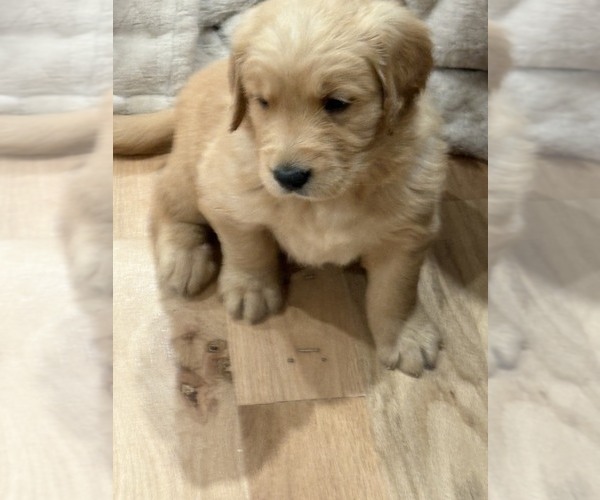 Medium Photo #1 Golden Retriever Puppy For Sale in GARDEN VALLEY, CA, USA