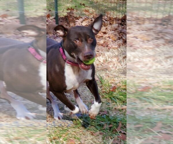 Medium Photo #17 American Pit Bull Terrier-Unknown Mix Puppy For Sale in Rustburg, VA, USA