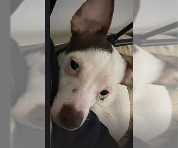 Medium Photo #6 Rat-Cha Puppy For Sale in Grafton, WI, USA