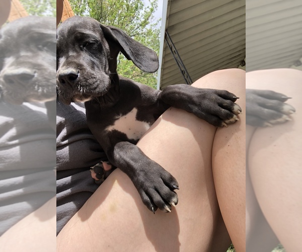 Medium Photo #6 Great Dane Puppy For Sale in CALDWELL, ID, USA