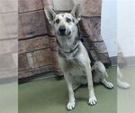 Small #2 German Shepherd Dog